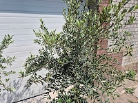 Olijfboom florida - olea europaea - hoogte ca. 180 cm (2x) - afbeelding 4 van  4