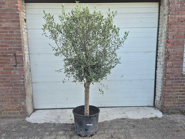 Olijfboom florida - olea europaea - hoogte ca. 180 cm - afbeelding 1 van  3