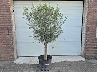 Olijfboom florida - olea europaea - hoogte ca. 180 cm - afbeelding 1 van  3