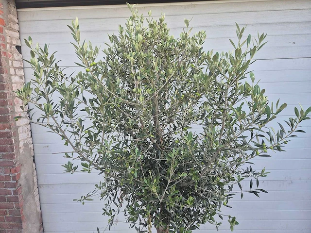 Olijfboom florida - olea europaea - hoogte ca. 180 cm - afbeelding 2 van  3