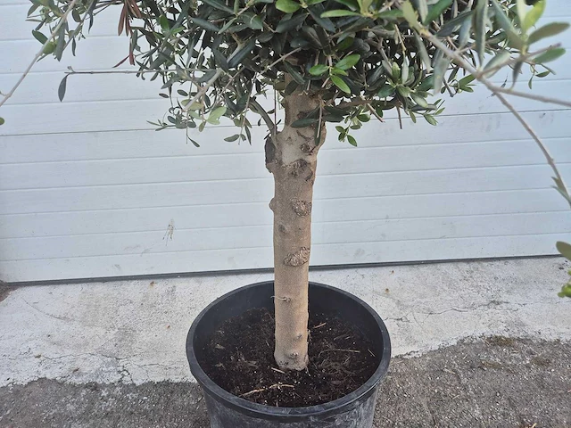 Olijfboom florida - olea europaea - hoogte ca. 180 cm - afbeelding 3 van  3
