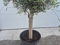 Olijfboom florida - olea europaea - hoogte ca. 180 cm - afbeelding 3 van  3