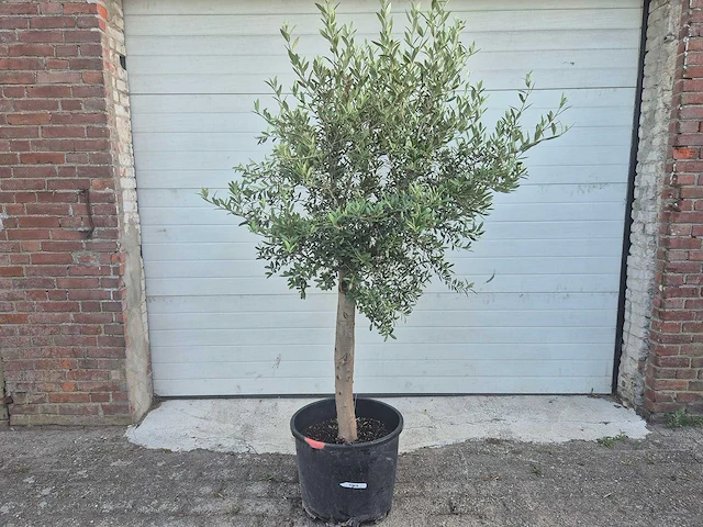 Olijfboom florida - olea europaea - hoogte ca. 180 cm - afbeelding 1 van  3