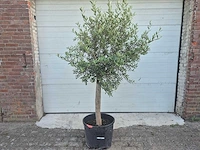 Olijfboom florida - olea europaea - hoogte ca. 180 cm - afbeelding 1 van  3