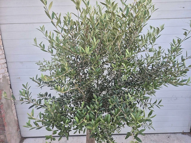 Olijfboom florida - olea europaea - hoogte ca. 180 cm - afbeelding 2 van  3