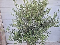 Olijfboom florida - olea europaea - hoogte ca. 180 cm - afbeelding 2 van  3