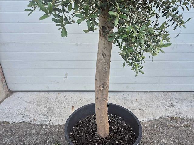 Olijfboom florida - olea europaea - hoogte ca. 180 cm - afbeelding 3 van  3