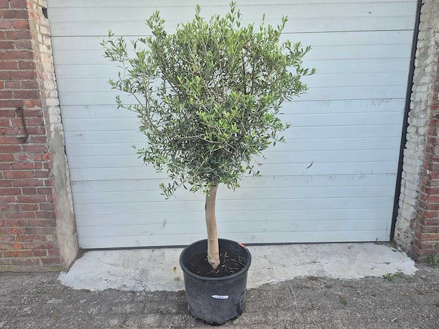Olijfboom florida - olea europaea - hoogte ca. 180 cm - afbeelding 1 van  3