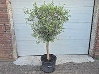 Olijfboom florida - olea europaea - hoogte ca. 180 cm - afbeelding 1 van  3