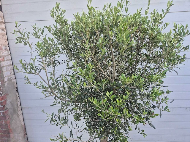 Olijfboom florida - olea europaea - hoogte ca. 180 cm - afbeelding 2 van  3