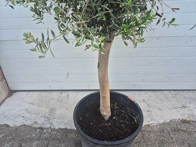 Olijfboom florida - olea europaea - hoogte ca. 180 cm - afbeelding 3 van  3