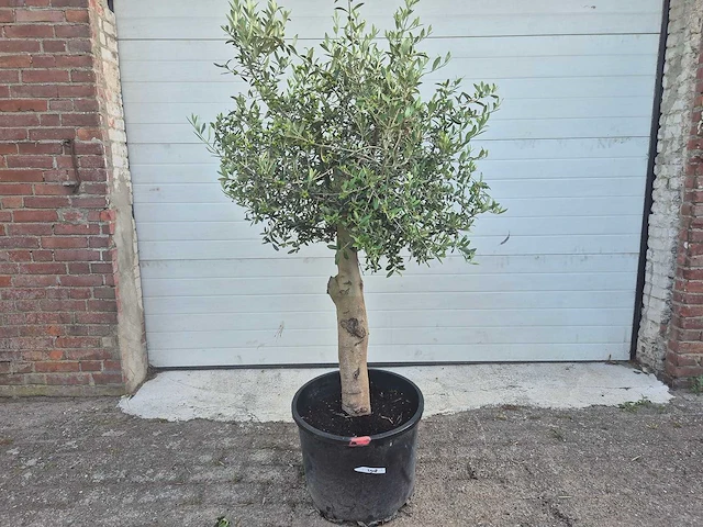 Olijfboom florida - olea europaea - hoogte ca. 180 cm - afbeelding 1 van  3