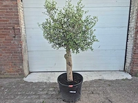 Olijfboom florida - olea europaea - hoogte ca. 180 cm - afbeelding 1 van  3