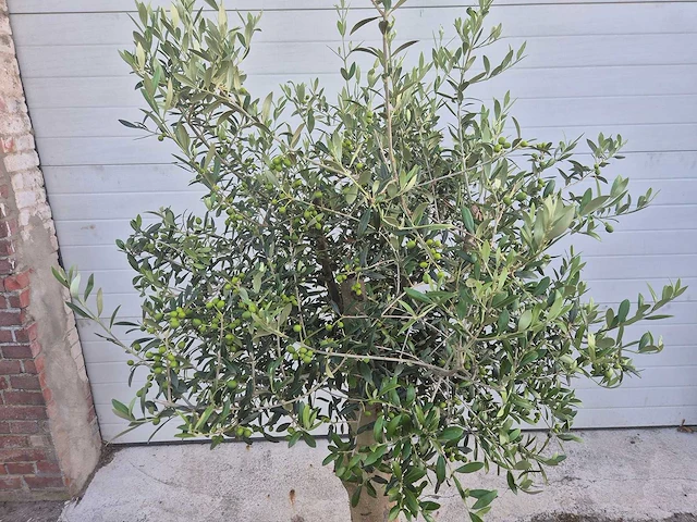 Olijfboom florida - olea europaea - hoogte ca. 180 cm - afbeelding 2 van  3