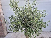 Olijfboom florida - olea europaea - hoogte ca. 180 cm - afbeelding 2 van  3