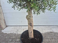 Olijfboom florida - olea europaea - hoogte ca. 180 cm - afbeelding 3 van  3