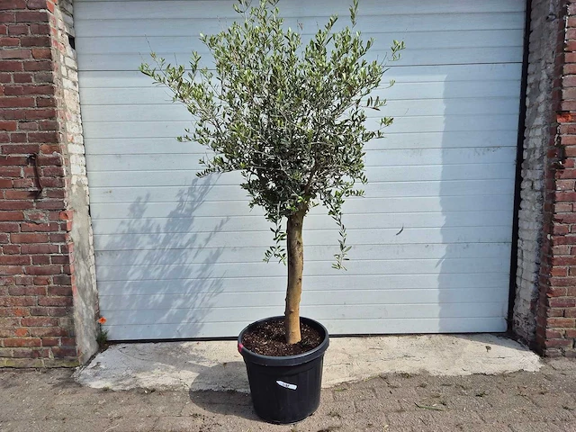 Olijfboom florida - olea europaea - hoogte ca. 180 cm - afbeelding 1 van  2