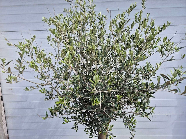Olijfboom florida - olea europaea - hoogte ca. 180 cm - afbeelding 2 van  2