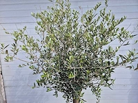 Olijfboom florida - olea europaea - hoogte ca. 180 cm - afbeelding 2 van  2