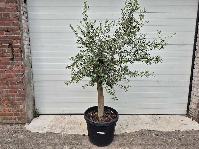 Olijfboom florida - olea europaea - hoogte ca. 200 cm - afbeelding 1 van  2