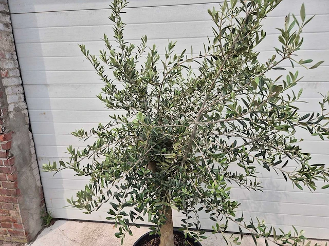 Olijfboom florida - olea europaea - hoogte ca. 200 cm - afbeelding 2 van  2