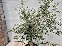 Olijfboom florida - olea europaea - hoogte ca. 200 cm - afbeelding 2 van  2