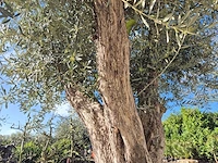 Olijfboom galea - olea europaea - 250 jaar oud - hoogte ca. 350 cm - afbeelding 9 van  11
