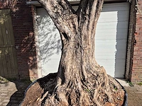 Olijfboom galea - olea europaea - 250 jaar oud - hoogte ca. 350 cm - afbeelding 2 van  6