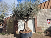 Olijfboom galea - olea europaea - 250 jaar oud - hoogte ca. 350 cm