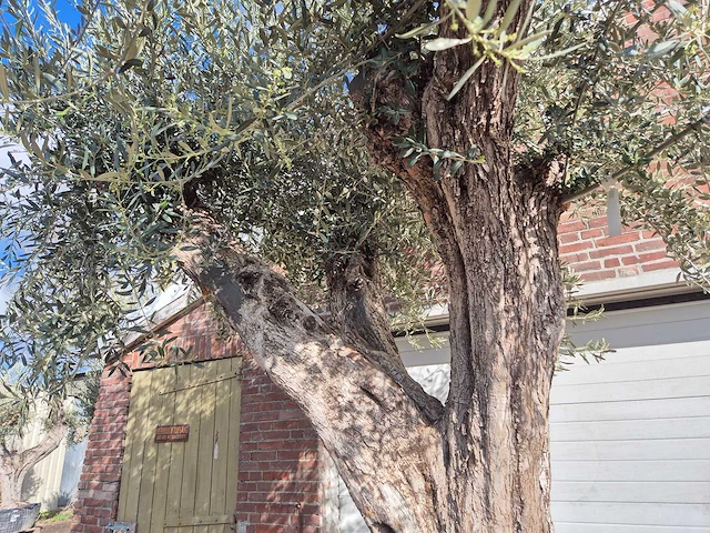 Olijfboom galea - olea europaea - 250 jaar oud - hoogte ca. 350 cm - afbeelding 3 van  6