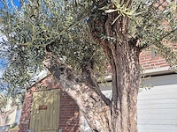 Olijfboom galea - olea europaea - 250 jaar oud - hoogte ca. 350 cm - afbeelding 3 van  6