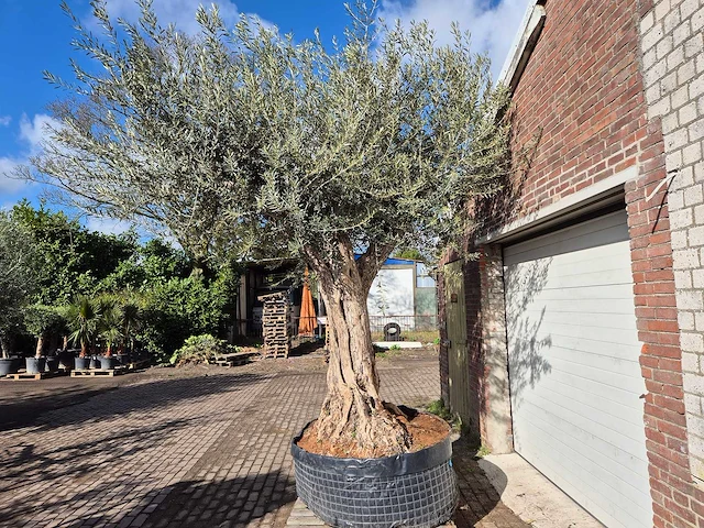 Olijfboom galea - olea europaea - 250 jaar oud - hoogte ca. 350 cm - afbeelding 4 van  6