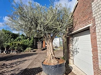 Olijfboom galea - olea europaea - 250 jaar oud - hoogte ca. 350 cm - afbeelding 4 van  6
