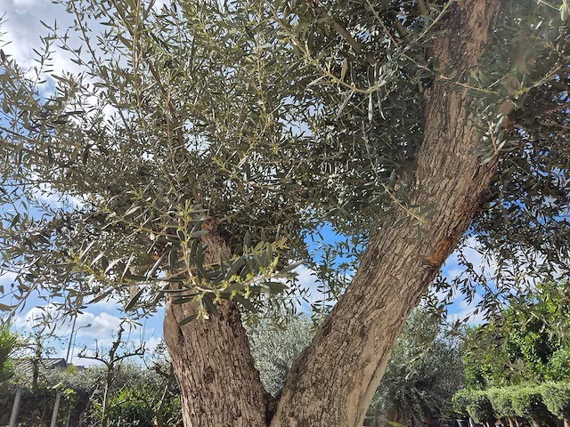 Olijfboom galea - olea europaea - 250 jaar oud - hoogte ca. 350 cm - afbeelding 5 van  6