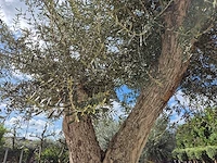 Olijfboom galea - olea europaea - 250 jaar oud - hoogte ca. 350 cm - afbeelding 5 van  6