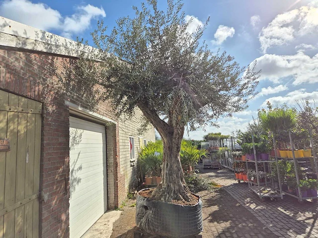 Olijfboom galea - olea europaea - 250 jaar oud - hoogte ca. 350 cm - afbeelding 6 van  6