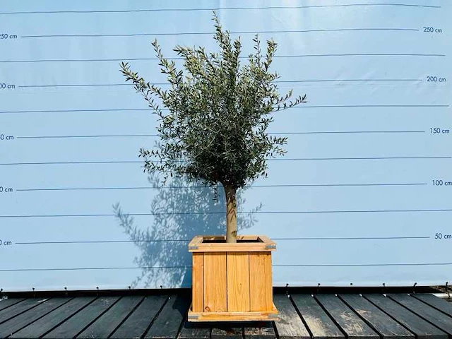 Olijfboom gladde stam. stamomvang 20 - 40 cm in hardhouten bak - afbeelding 1 van  1