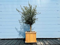 Olijfboom gladde stam. stamomvang 20 - 40 cm in hardhouten bak - afbeelding 1 van  1