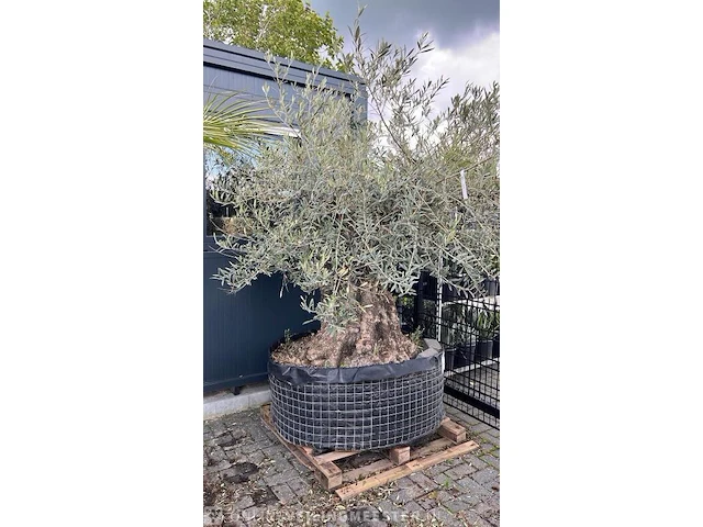 Olijfboom hoogte 200 cm stamomtrek 160 cm - afbeelding 1 van  1