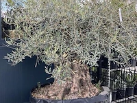 Olijfboom hoogte 200 cm stamomtrek 160 cm - afbeelding 1 van  1
