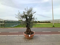Olijfboom in bonsaischaal (olea europaea lessini)