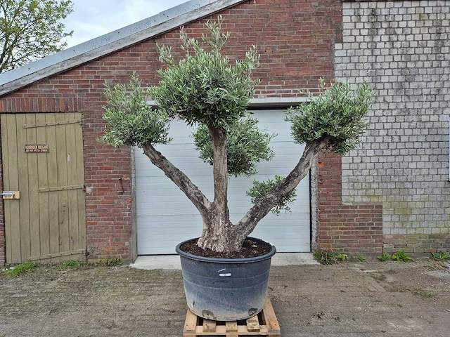 Olijfboom multibol - olea europaea - 100 jaar oud - hoogte ca. 250 cm - afbeelding 1 van  5