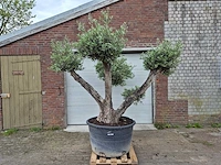 Olijfboom multibol - olea europaea - 100 jaar oud - hoogte ca. 250 cm