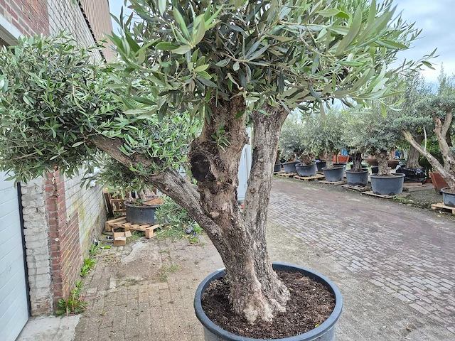 Olijfboom multibol - olea europaea - 100 jaar oud - hoogte ca. 250 cm - afbeelding 2 van  5