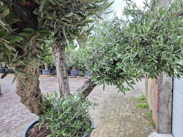 Olijfboom multibol - olea europaea - 100 jaar oud - hoogte ca. 250 cm - afbeelding 3 van  5