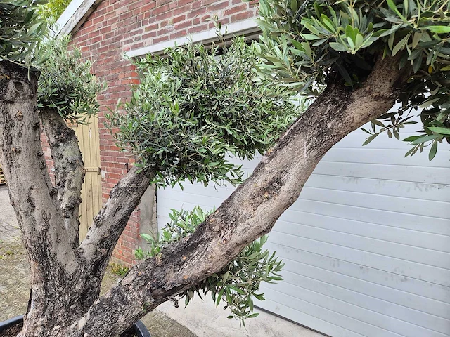 Olijfboom multibol - olea europaea - 100 jaar oud - hoogte ca. 250 cm - afbeelding 4 van  5