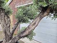 Olijfboom multibol - olea europaea - 100 jaar oud - hoogte ca. 250 cm - afbeelding 4 van  5
