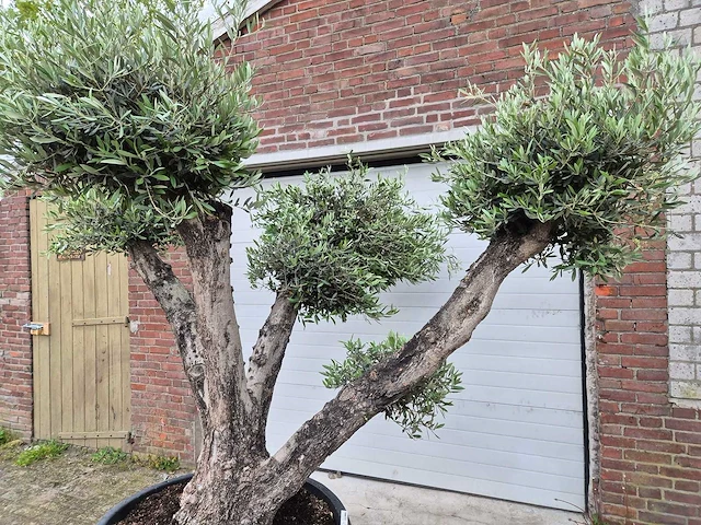 Olijfboom multibol - olea europaea - 100 jaar oud - hoogte ca. 250 cm - afbeelding 5 van  5