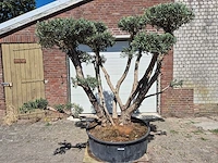 Olijfboom multibol - olea europaea - 100 jaar oud - hoogte ca. 250 cm
