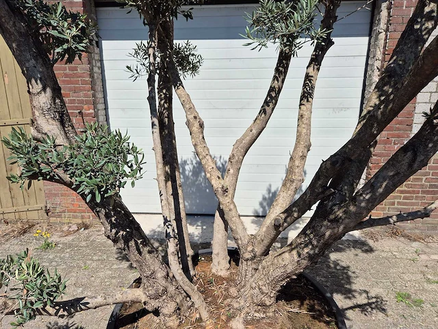 Olijfboom multibol - olea europaea - 100 jaar oud - hoogte ca. 250 cm - afbeelding 2 van  7